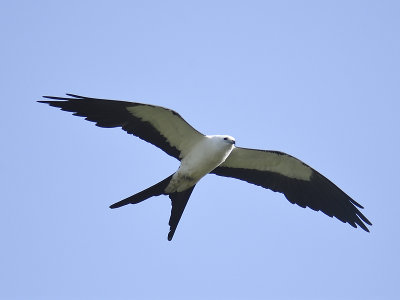 swallow-tailed kite BRD5068.JPG