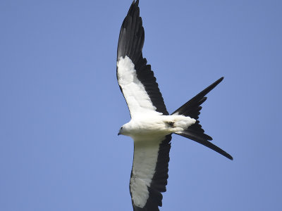 swallow-tailed kite BRD5096.JPG