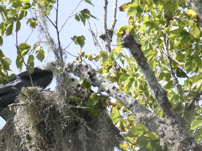 swallow-tailed kite BRD5195.JPG