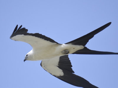 swallow-tailed kite BRD5223.JPG