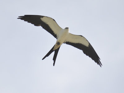 swallow-tailed kite BRD5248.JPG