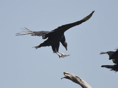 black vulture BRD5951.JPG