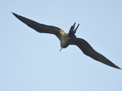 magnificent frigatebird BRD6298.JPG