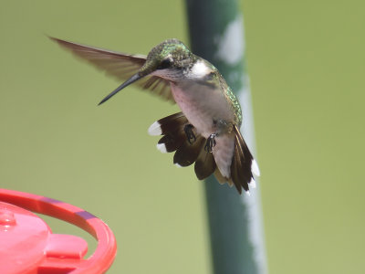 ruby-throated hummingbird BRD6946.JPG