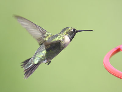 ruby-throated hummingbird BRD7012.JPG