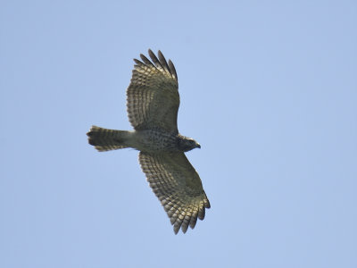 red-shouldered hawk BRD7298.JPG