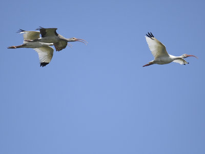 white ibis BRD7326.JPG