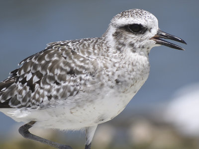 black-bellied plover BRD6865.JPG