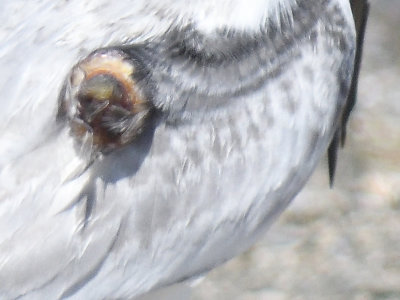 least tern BRD6871.JPG