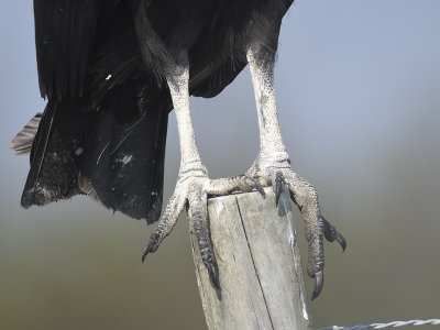 black vulture BRD8097.JPG