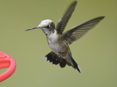 ruby-throated hummingbird BRD8139 01.JPG