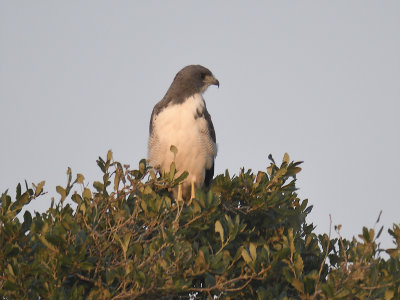 white-tailed hawk BRD8004.JPG