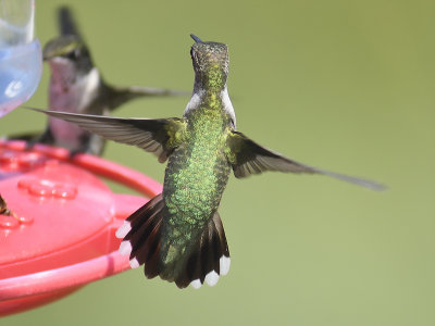 ruby-throated hummingbird BRD7401.JPG