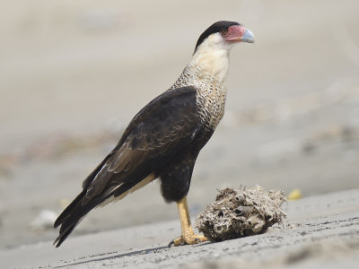 crested caracara BRD7906.JPG