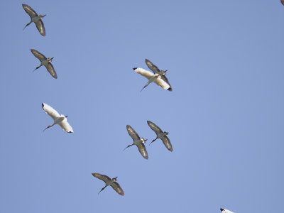 white ibis BRD8270.JPG