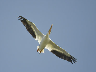 white pelican BRD8280.JPG