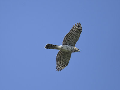 sharp-shinned hawk BRD8236.JPG