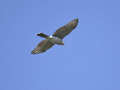 sharp-shinned hawk BRD8237.JPG