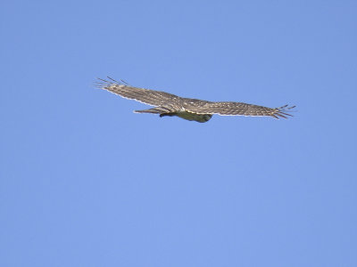 sharp-shinned hawk BRD9128.JPG