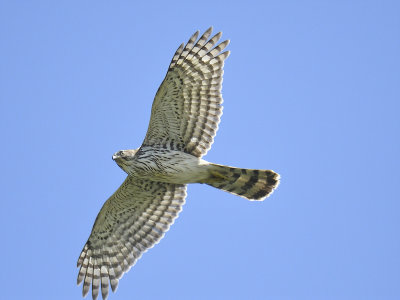 sharp-shinned hawk BRD9131.JPG