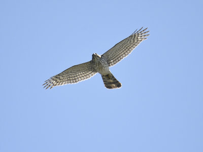 sharp-shinned hawk BRD9138.JPG