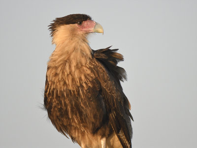 crested caracara BRD9268.JPG