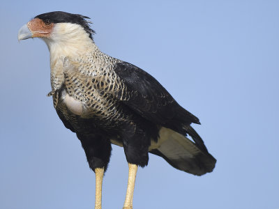 crested caracara BRD8452.JPG