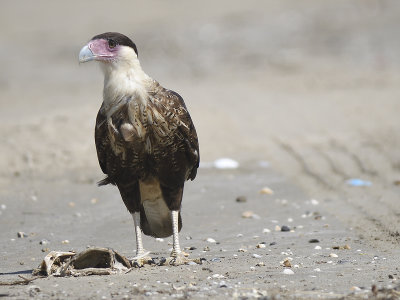 crested caracara BRD8588.JPG