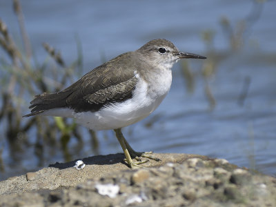 spotted sandpiper BRD8671.JPG