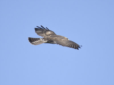 broad-winged hawk BRD9490.JPG
