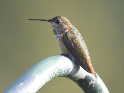 rufous hummingbird BRD9437.JPG