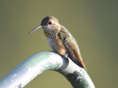 rufous hummingbird BRD9456.JPG