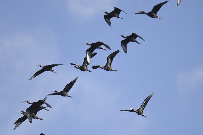 white-faced ibis BRD9909.JPG