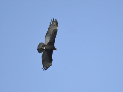 turkey vulture BRD0127.JPG