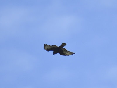 broad-winged hawk dark BRD0243.JPG