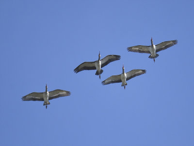 white ibis BRD0505.JPG