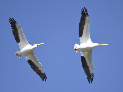 white pelican BRD0512.JPG