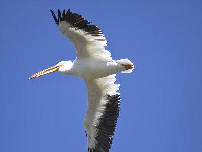 white pelican BRD0843.JPG