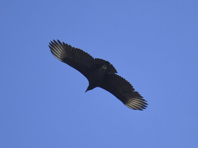 black vulture BRD0721.JPG