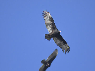 turkey vulture BRD0442.JPG