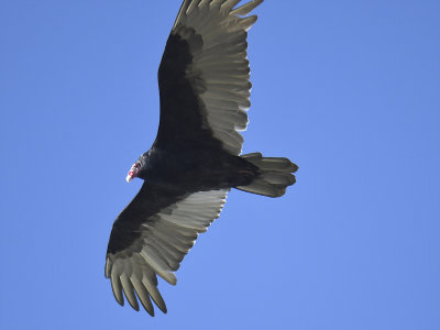 turkey vulture BRD0456.JPG