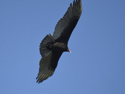 turkey vulture BRD0875.JPG