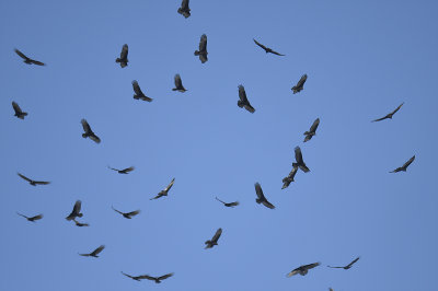 turkey vulture BRD0939.JPG