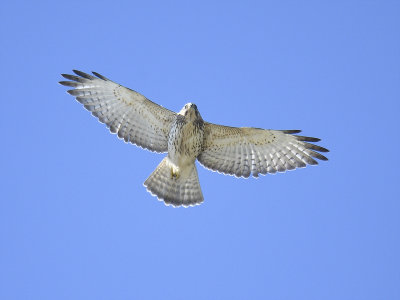 broad-winged hawk BRD0689.JPG