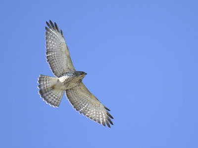 broad-winged hawk BRD0690.JPG