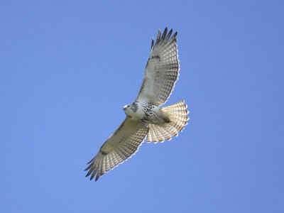 red-tailed hawk BRD0552.JPG