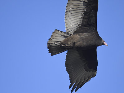 turkey vulture BRD1031.JPG