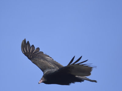 turkey vulture BRD1030.JPG