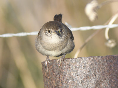 house wren BRD1011.JPG