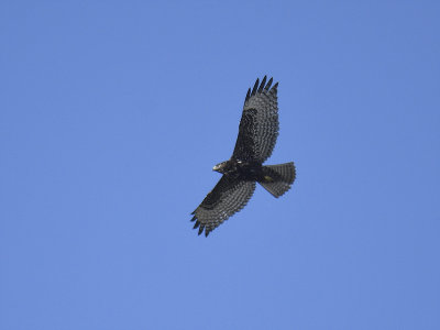 red-tailed hawk harlans's BRD1553.JPG